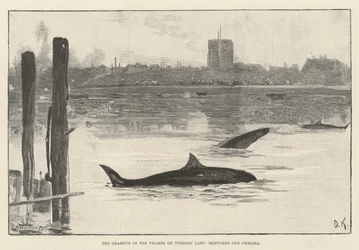 Der Grampus in der Themse am vergangenen Dienstag, skizziert vor Chelsea